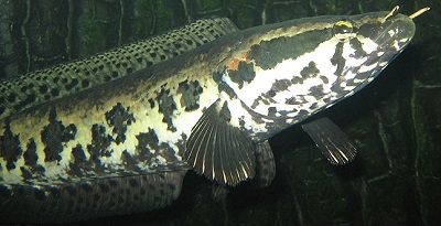 Channa asiatica